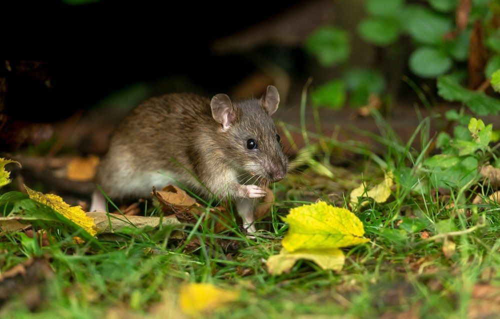 Maus im Garten Maus im Garten