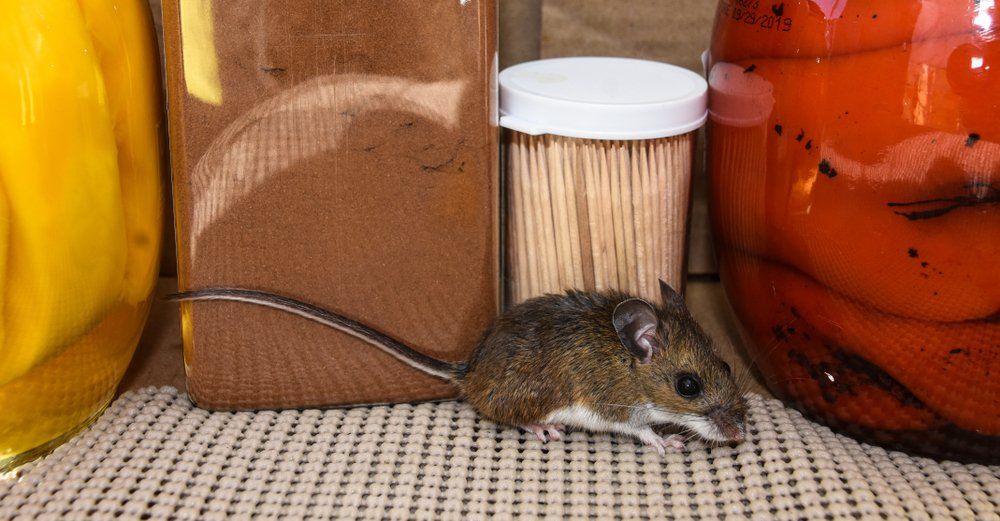 Maus im Unternehmen Maus im Unternehmen