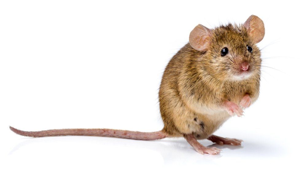 Maus Maus