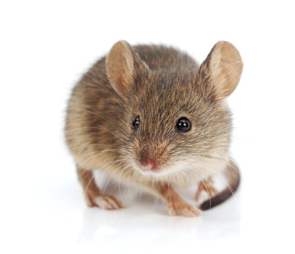 Hausmaus Hausmaus