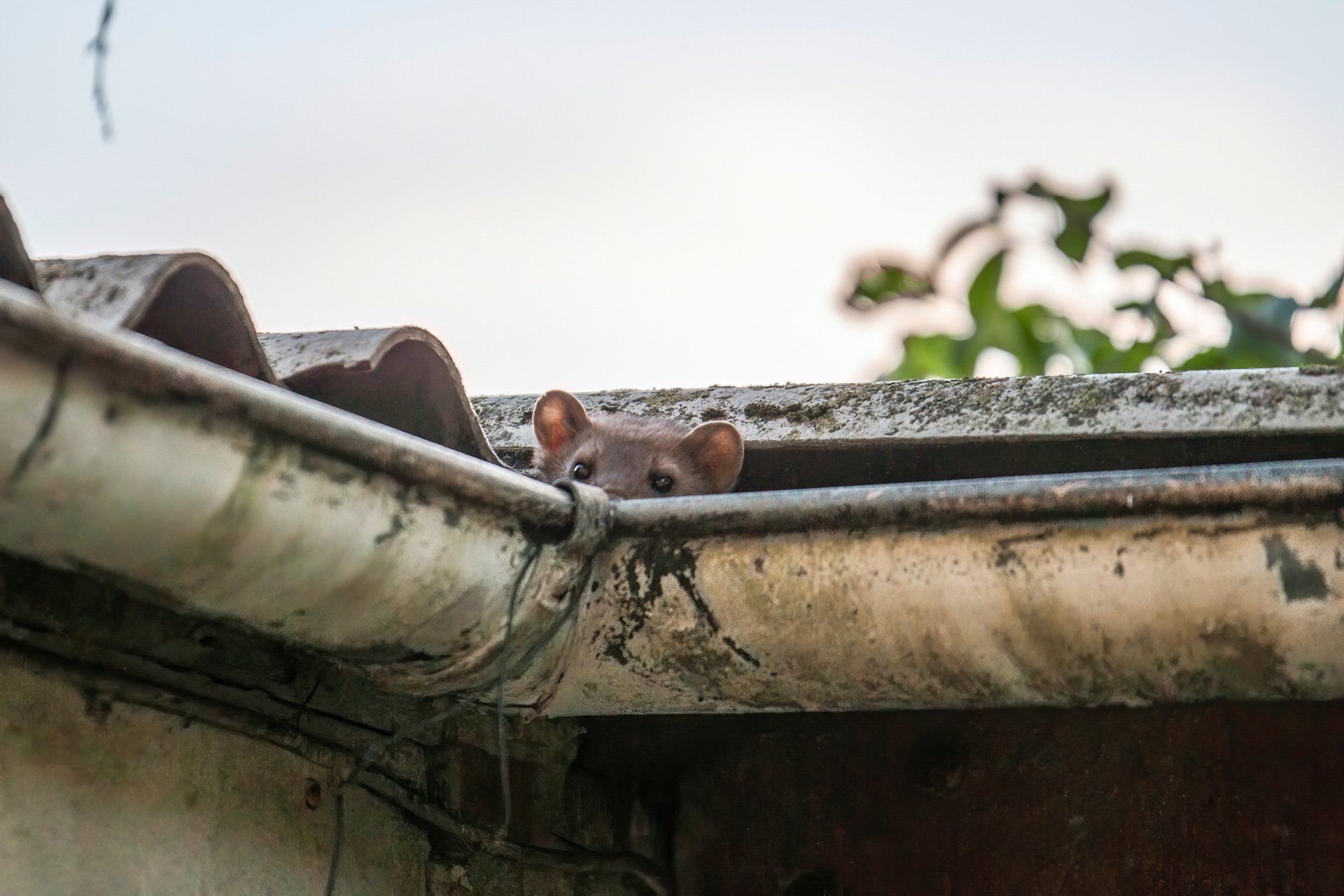 Marder-in-der-Dachrinne