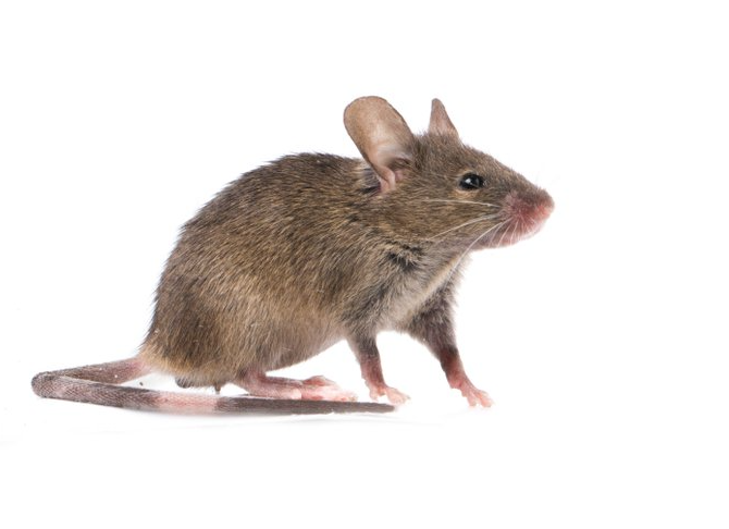 Feldmaus Feldmaus