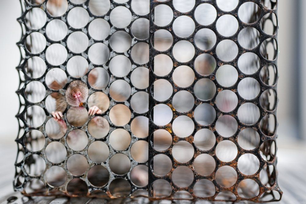 Maus in einer Lebendfalle Maus in einer Lebendfalle