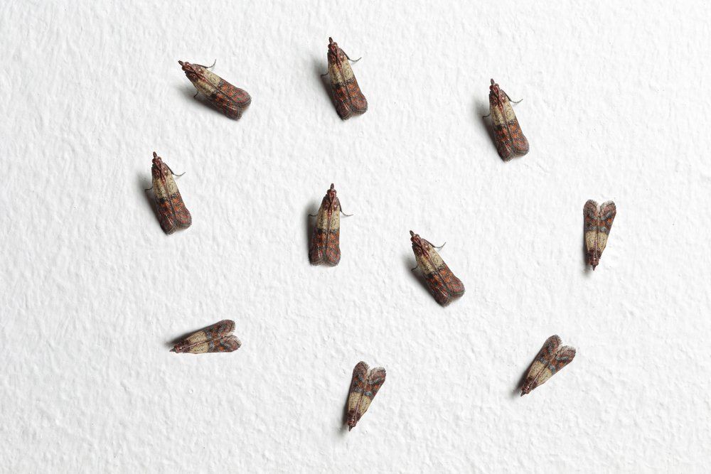 Motten Motten an der Wand