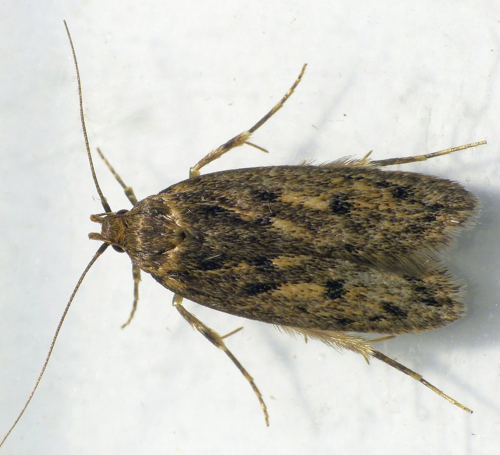 Samenmotte Samenmotte