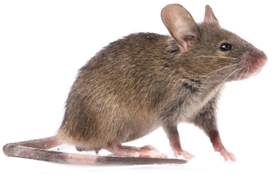Maus Maus