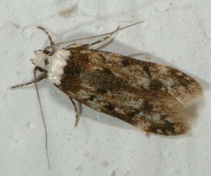 Kleistermotte Kleistermotte