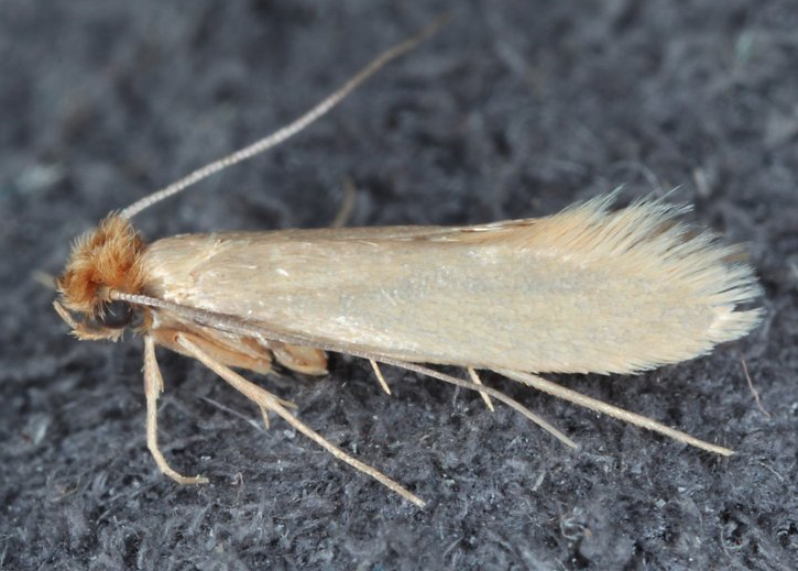 Kleidermotte Kleidermotte