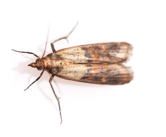 Dörrobstmotte Dörrobstmotte