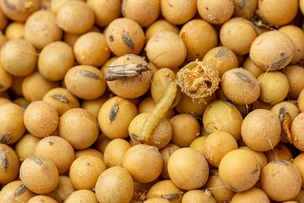 Befallene Lebensmittel durch Motten Motte und Larve auf Lebensmittel