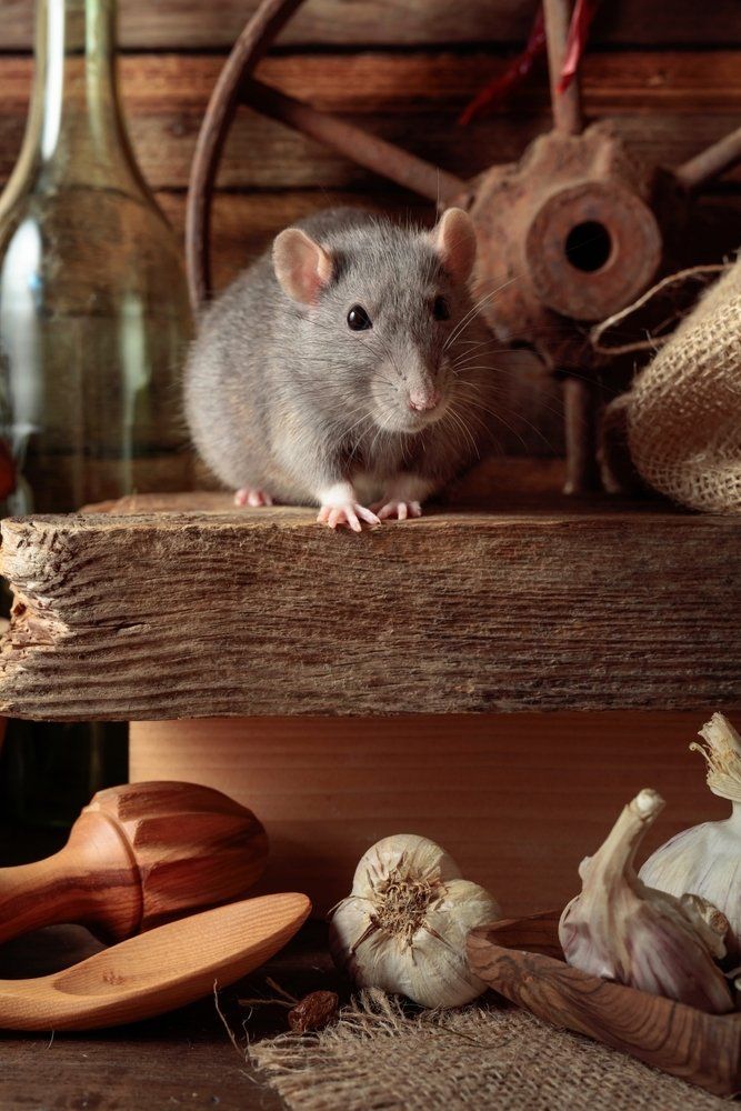 Ratte in Vorratskammer Ratte in Vorratskammer