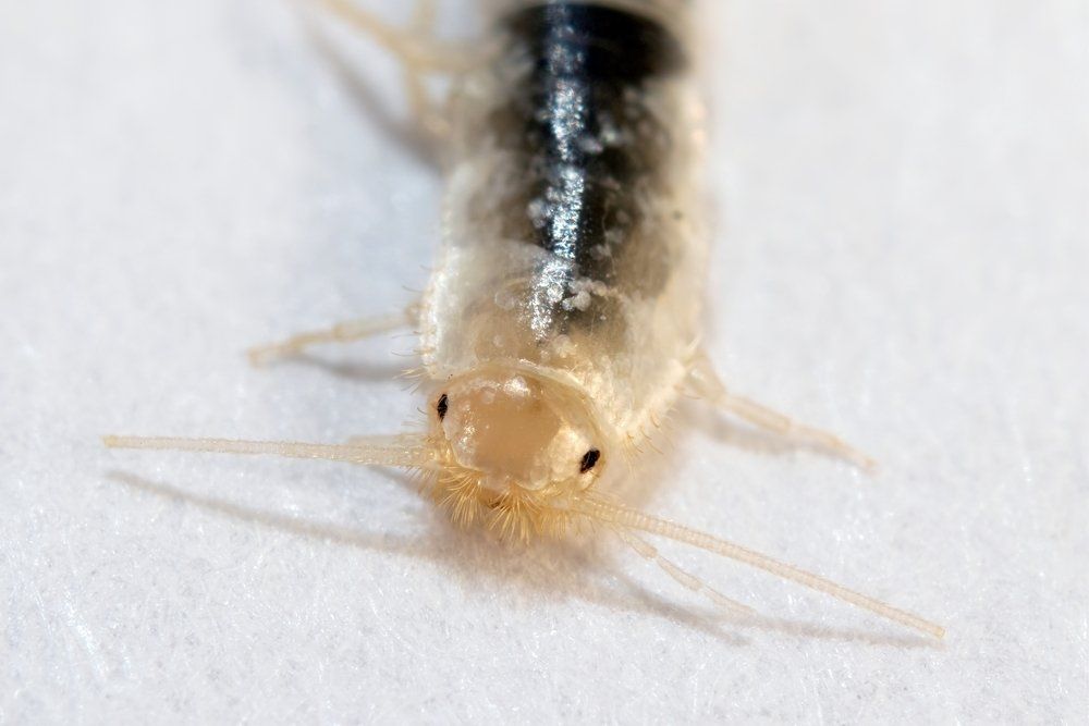 Silberfischchen Silberfischchen