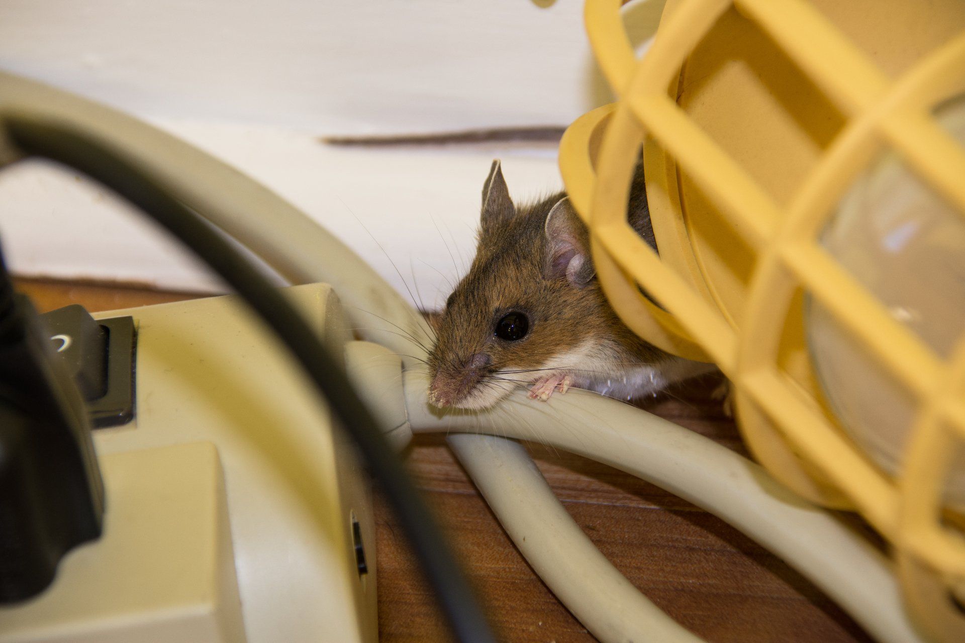 Maus am Stromkabel Mäuseschäden