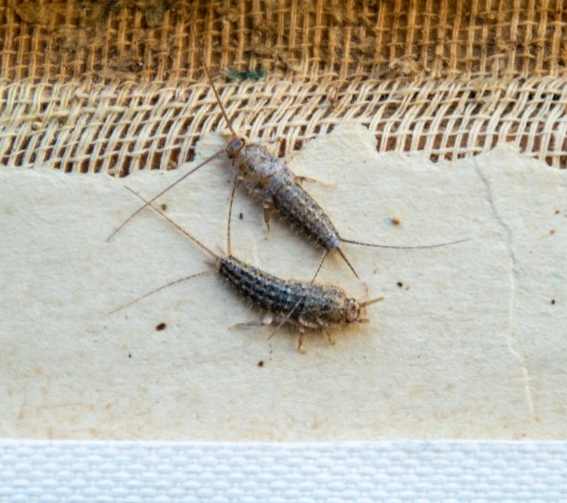 Silberfische in der Wohnung Silberfische in der Wohnung