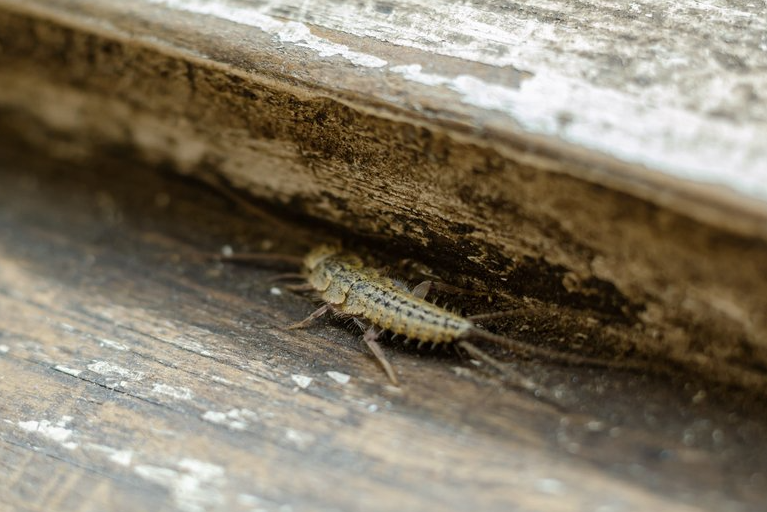 Silberfisch Silberfisch