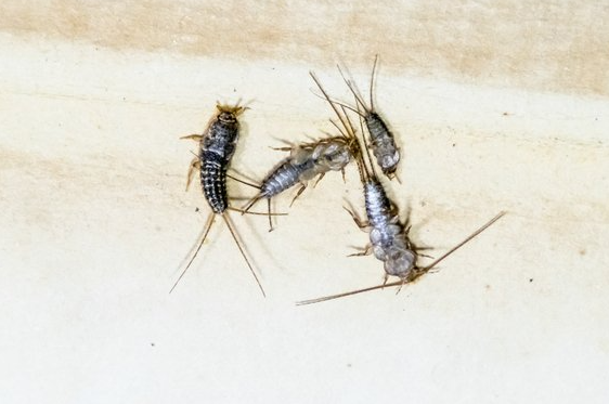 Silberfische Silberfische