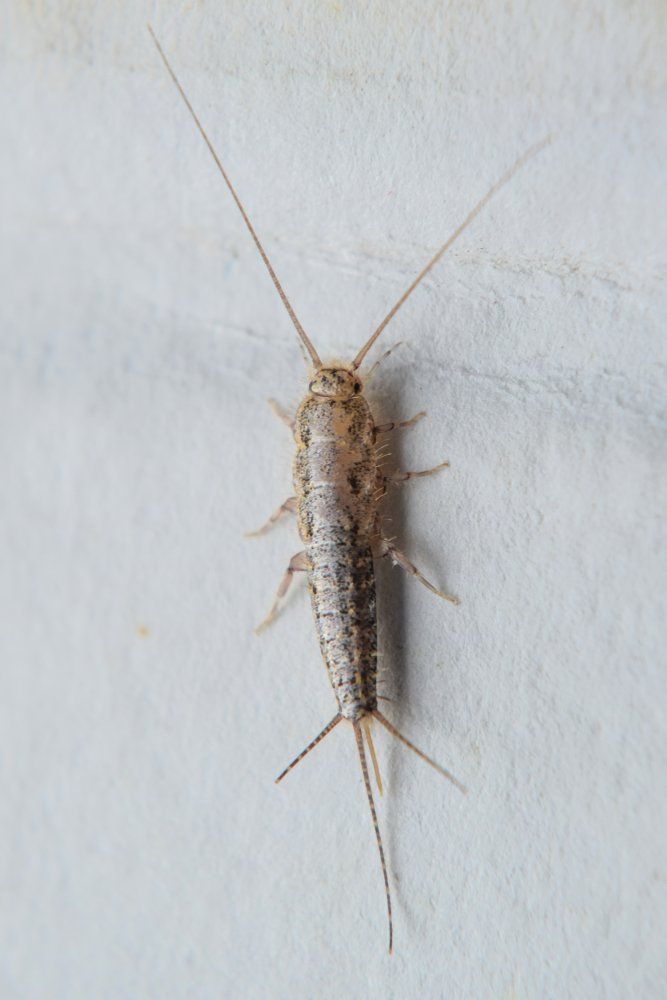 Silberfische Silberfische