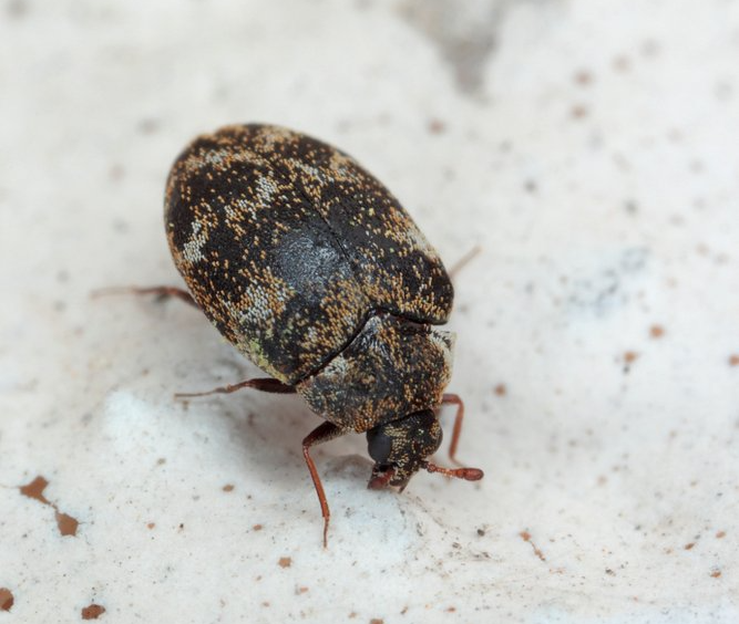 Wollkrautblütenkäfer Wollkrautblütenkäfer