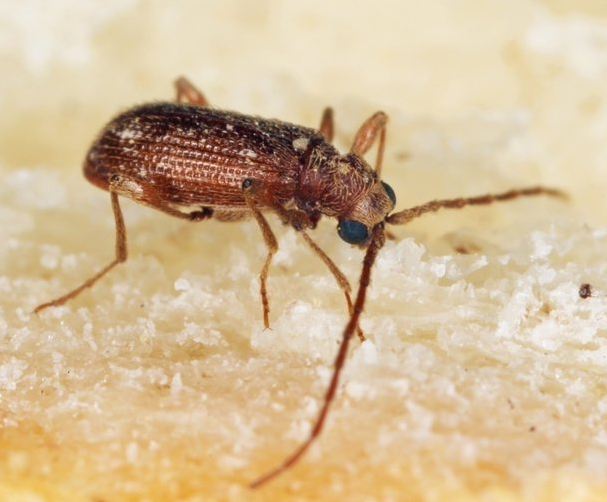 Speckkäfer Speckkäfer