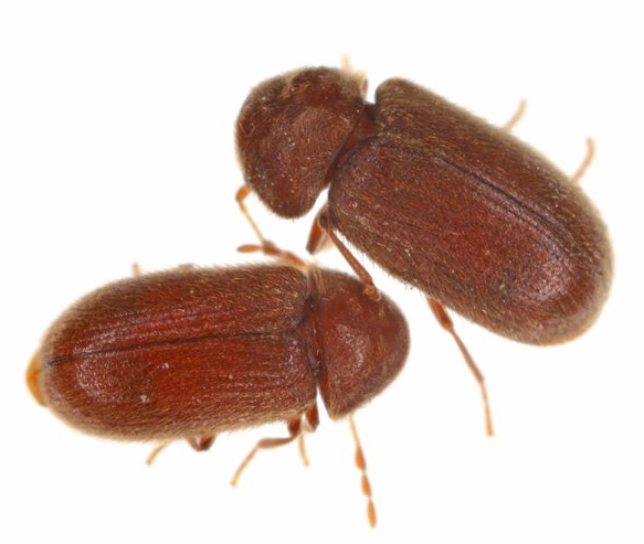 Brotkäfer Brotkäfer