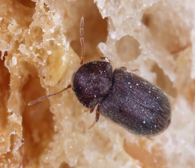Speckkäfer auf Brot Speckkäfer auf Brot