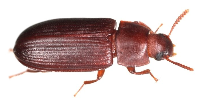 Käfer Käfer