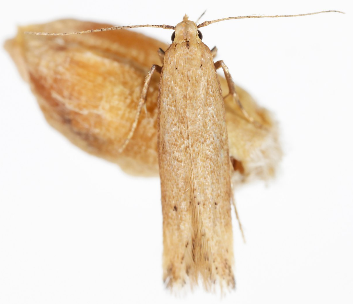 Motten in der Lebensmittelindustrie Lebensmittelmotte