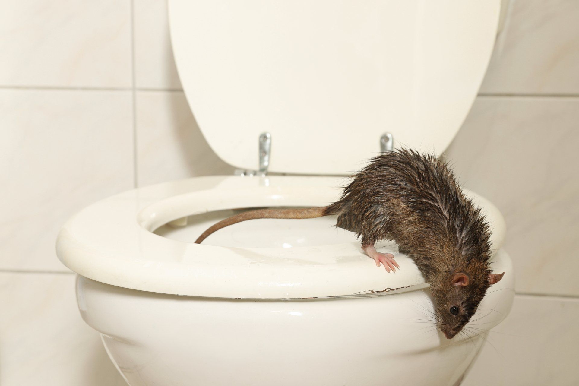 Ratte kommt aus der Toilette Ratte kommt aus der Toilette
