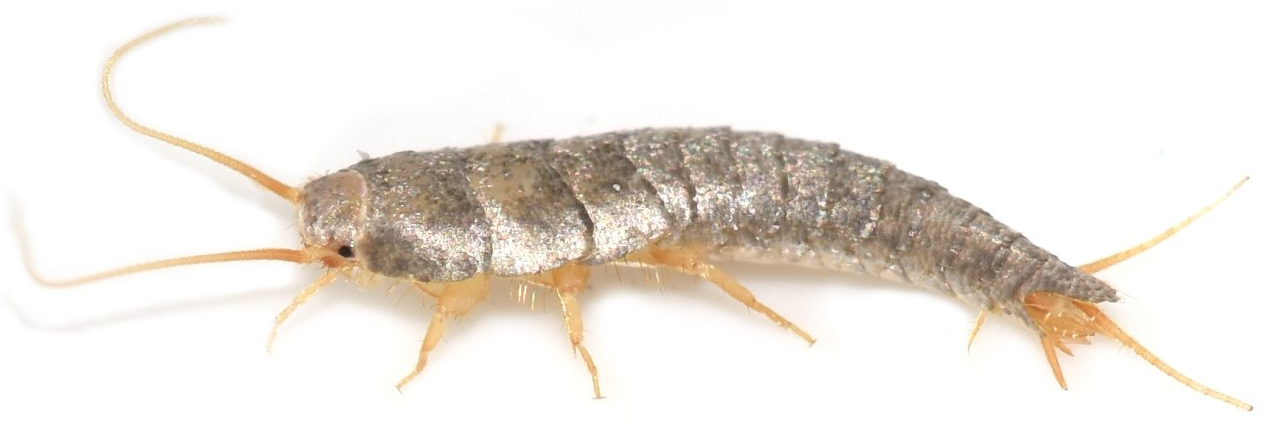 Silberfische Silberfische