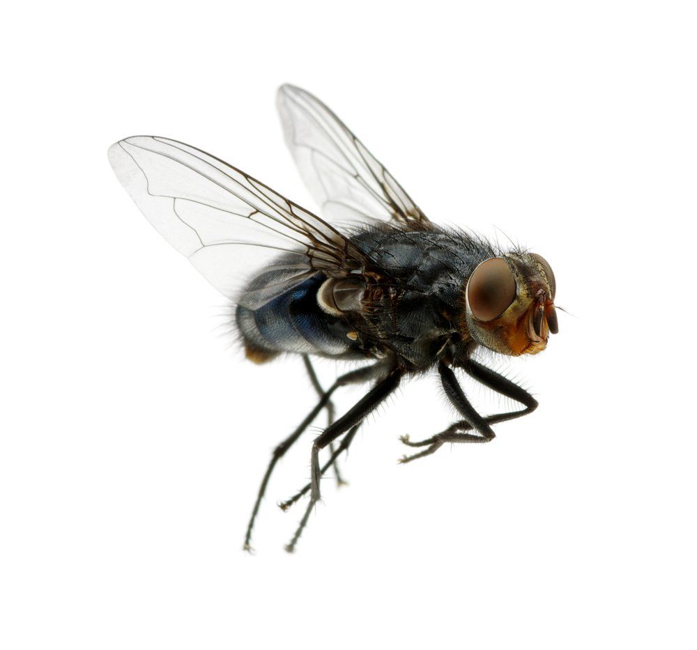 Fliegen bekämpfen Fliegen bekämpfen