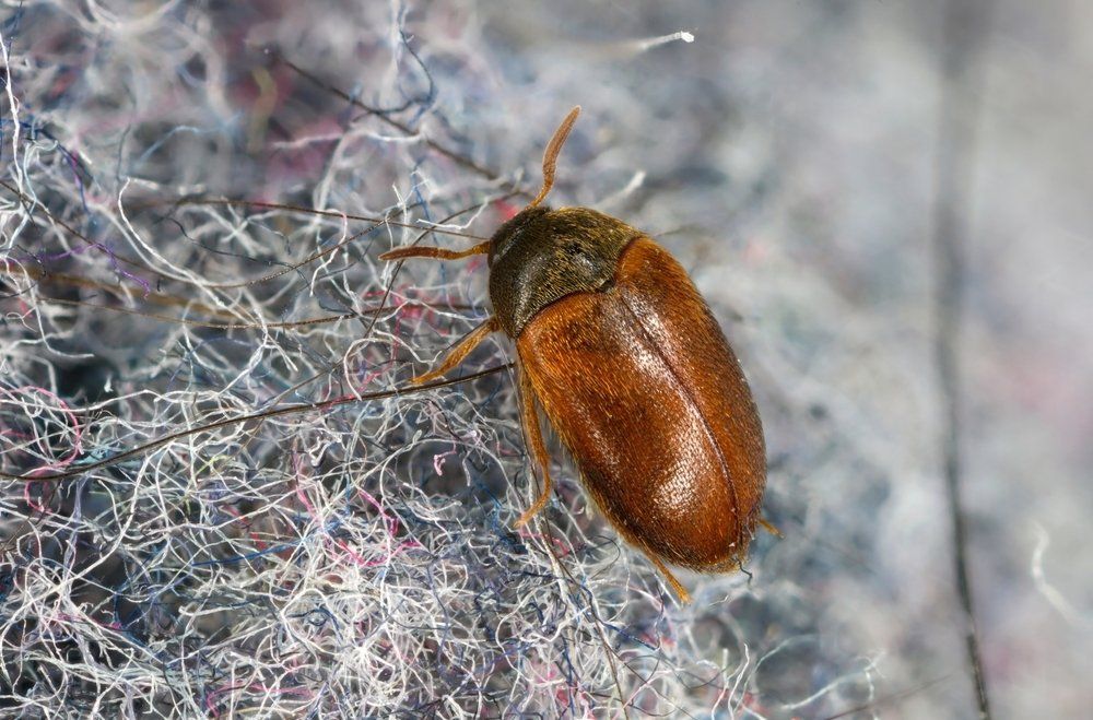 Käfer auf der Kleidung Käfer auf der Kleidung