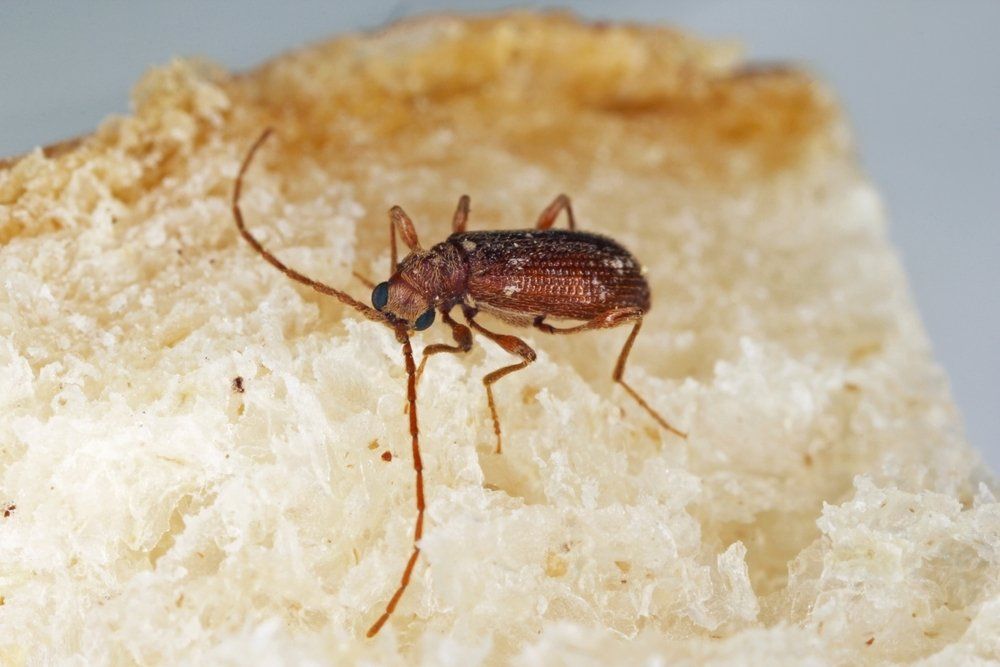 Vorratsschädling auf dem Lebensmittel Vorratsschädling auf dem Lebensmittel