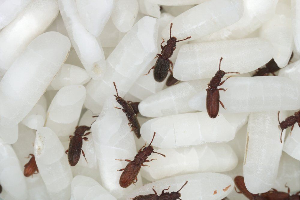 Vorratsschädlinge auf Lebensmitteln Vorratsschädlinge auf Lebensmitteln