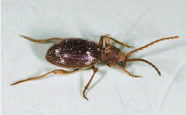 Australischer Diebkäfer Australischer Diebkäfer