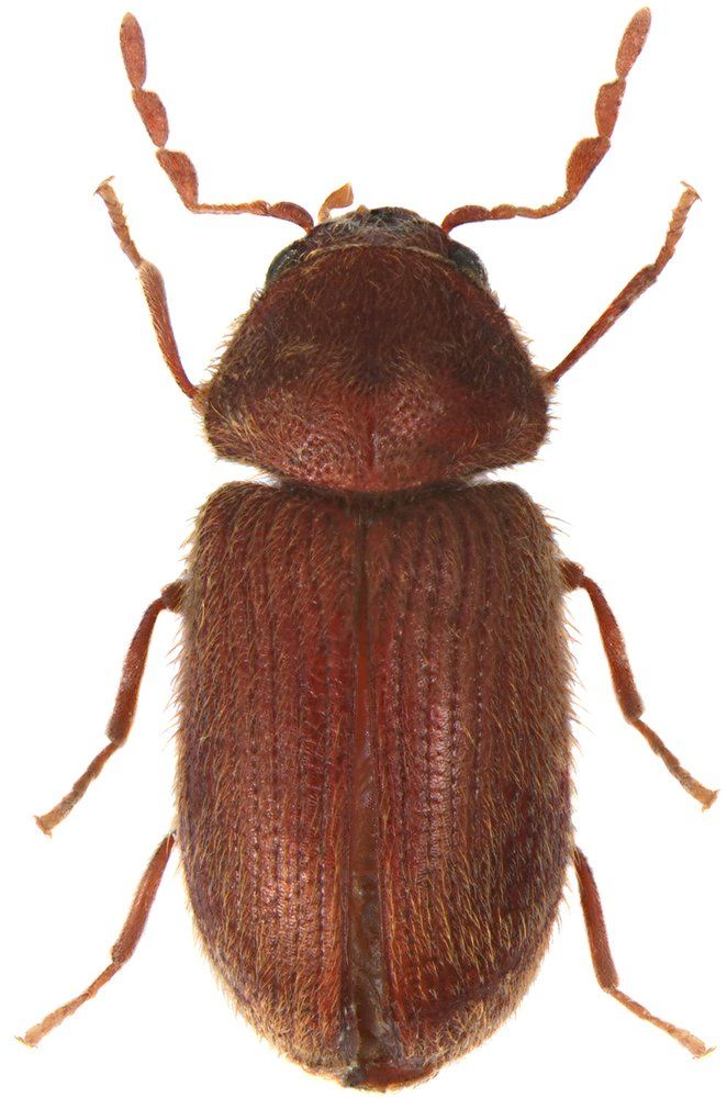 Brotkäfer Brotkäfer