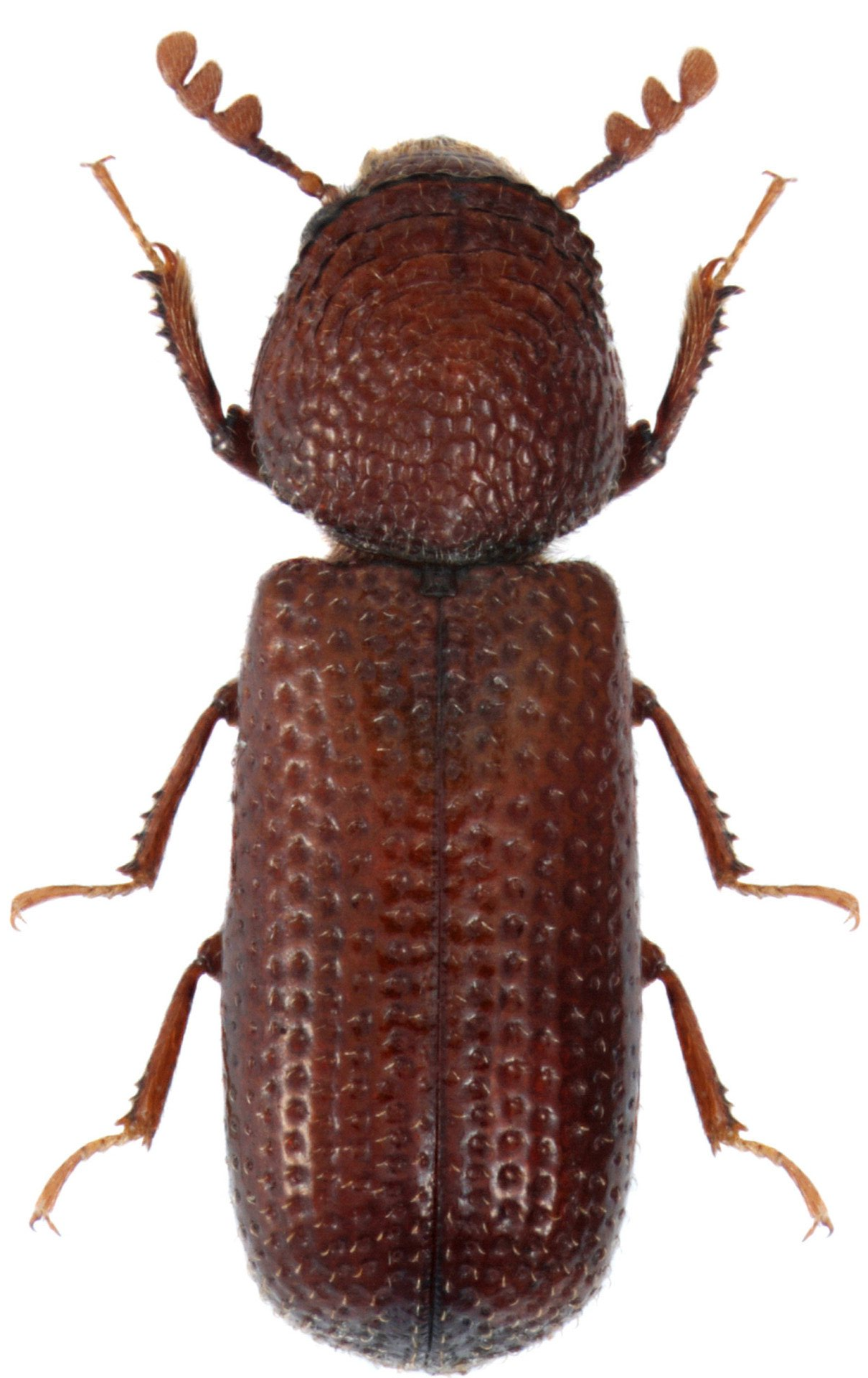 Getreidekapuziner Getreidekapuziner