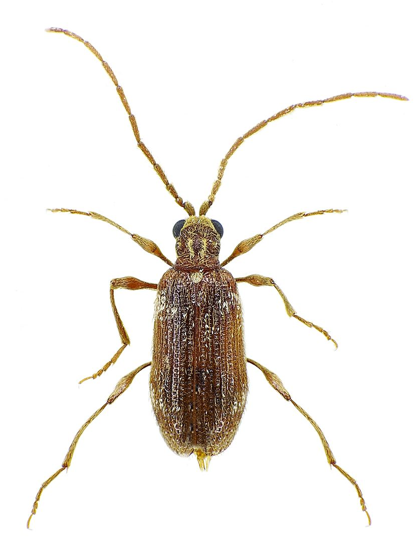 Kräuterdieb Kräuterdieb