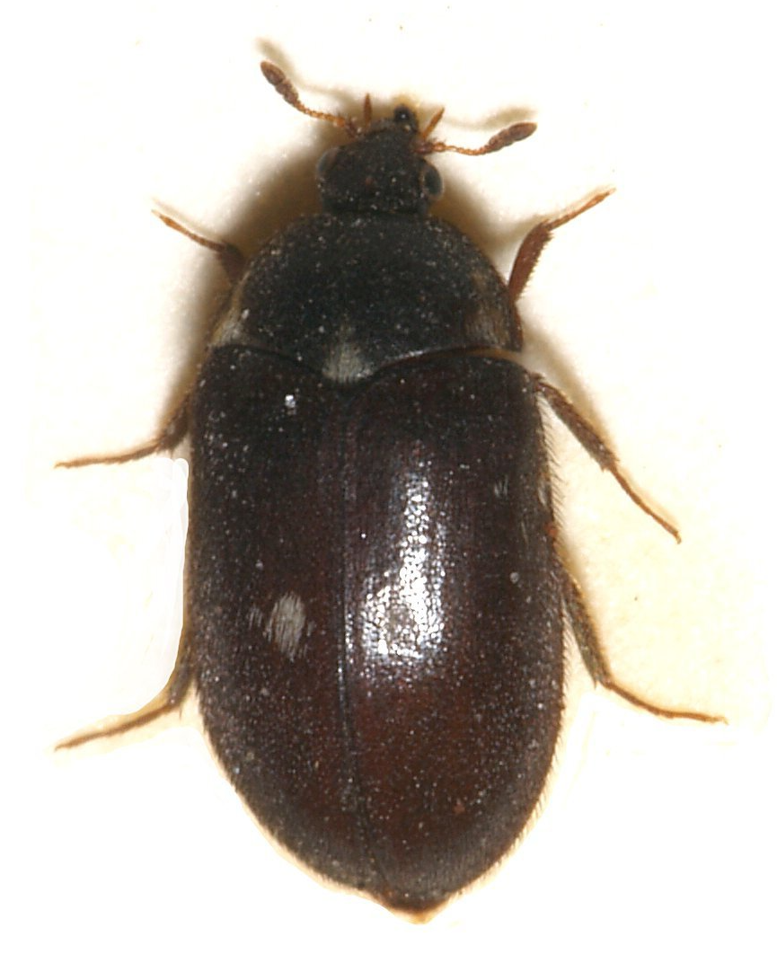 Pelzkäfer Pelzkäfer