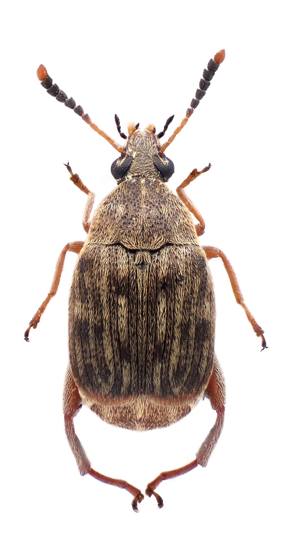Speisebohnenkäfer Speisebohnenkäfer