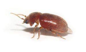 Tabakkäfer Tabakkäfer