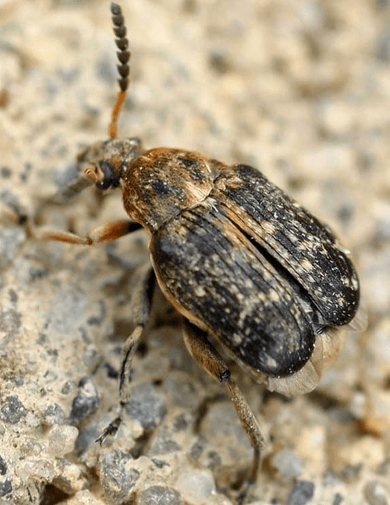 Erbsenkäfer Erbsenkäfer