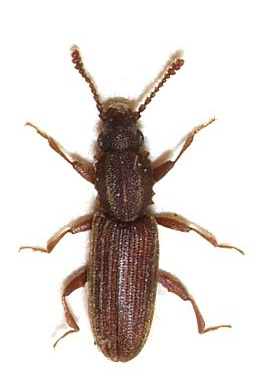 Erdnussplattkäfer Erdnussplattkäfer