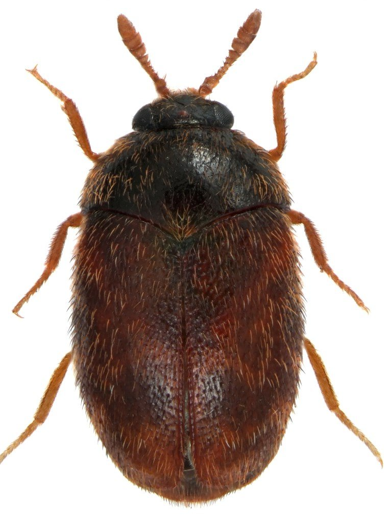 Khaprakäfer Khaprakäfer