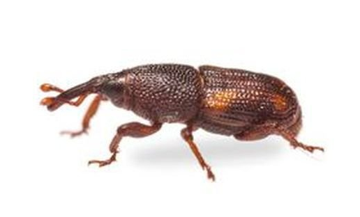 Maiskäfer Maiskäfer