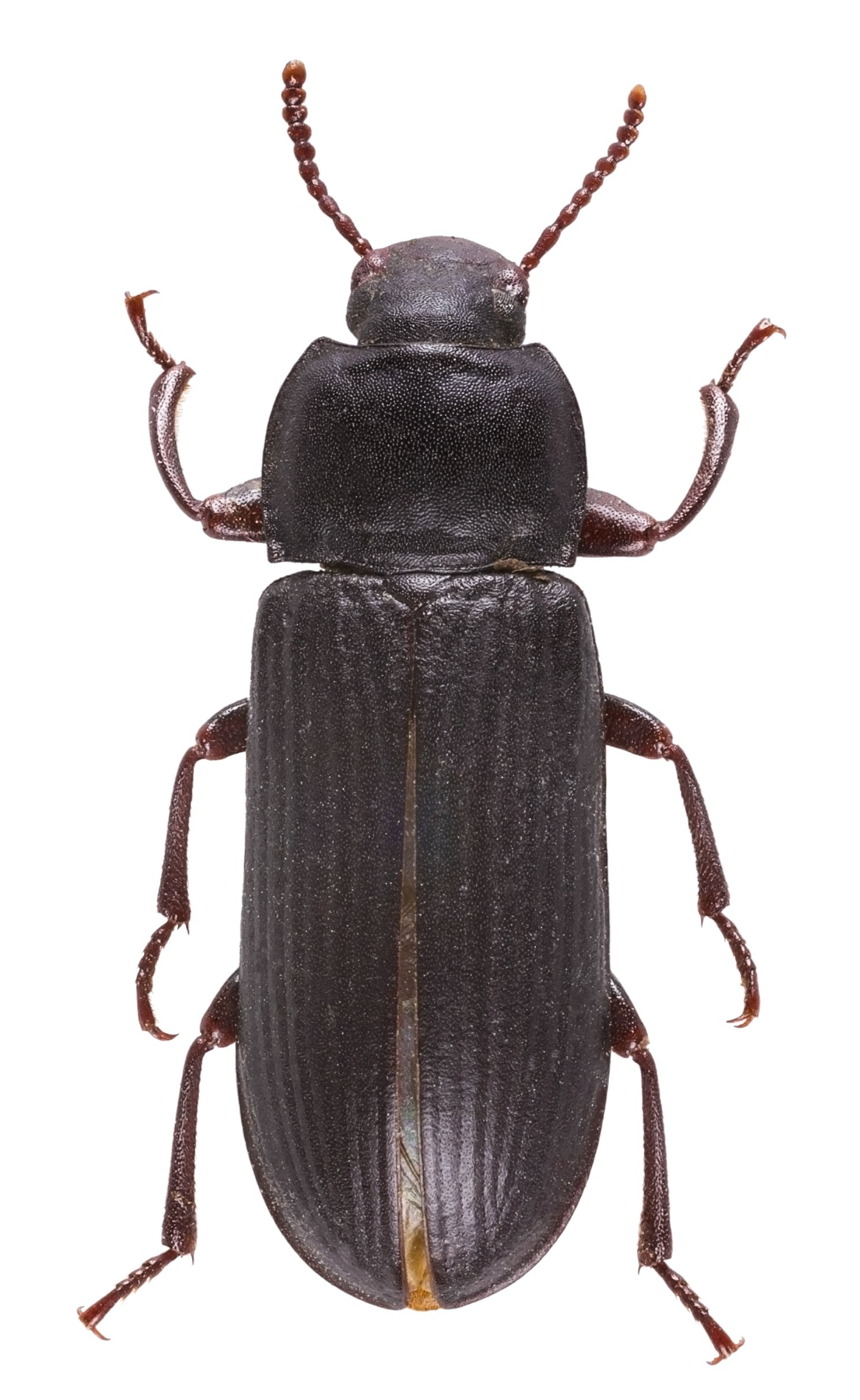 Mehlkäfer Mehlkäfer