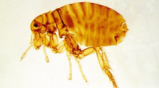 Menschenfloh Menschenfloh