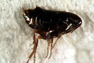 Hühnerfloh Hühnerfloh