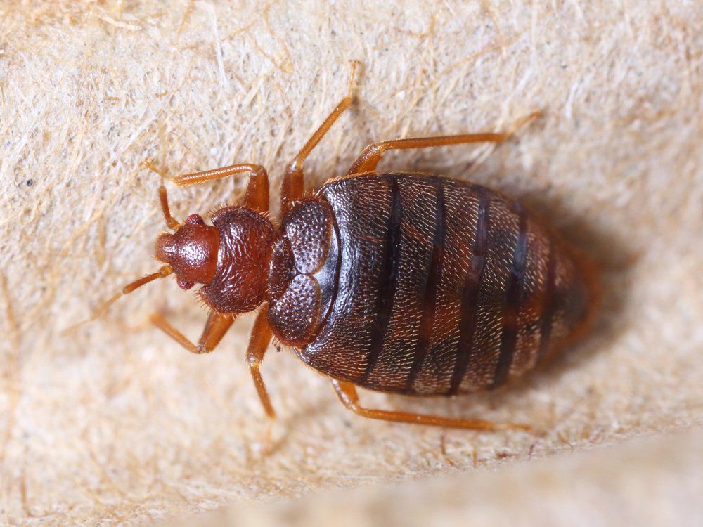 Schwalbenwanze Schwalbenwanze