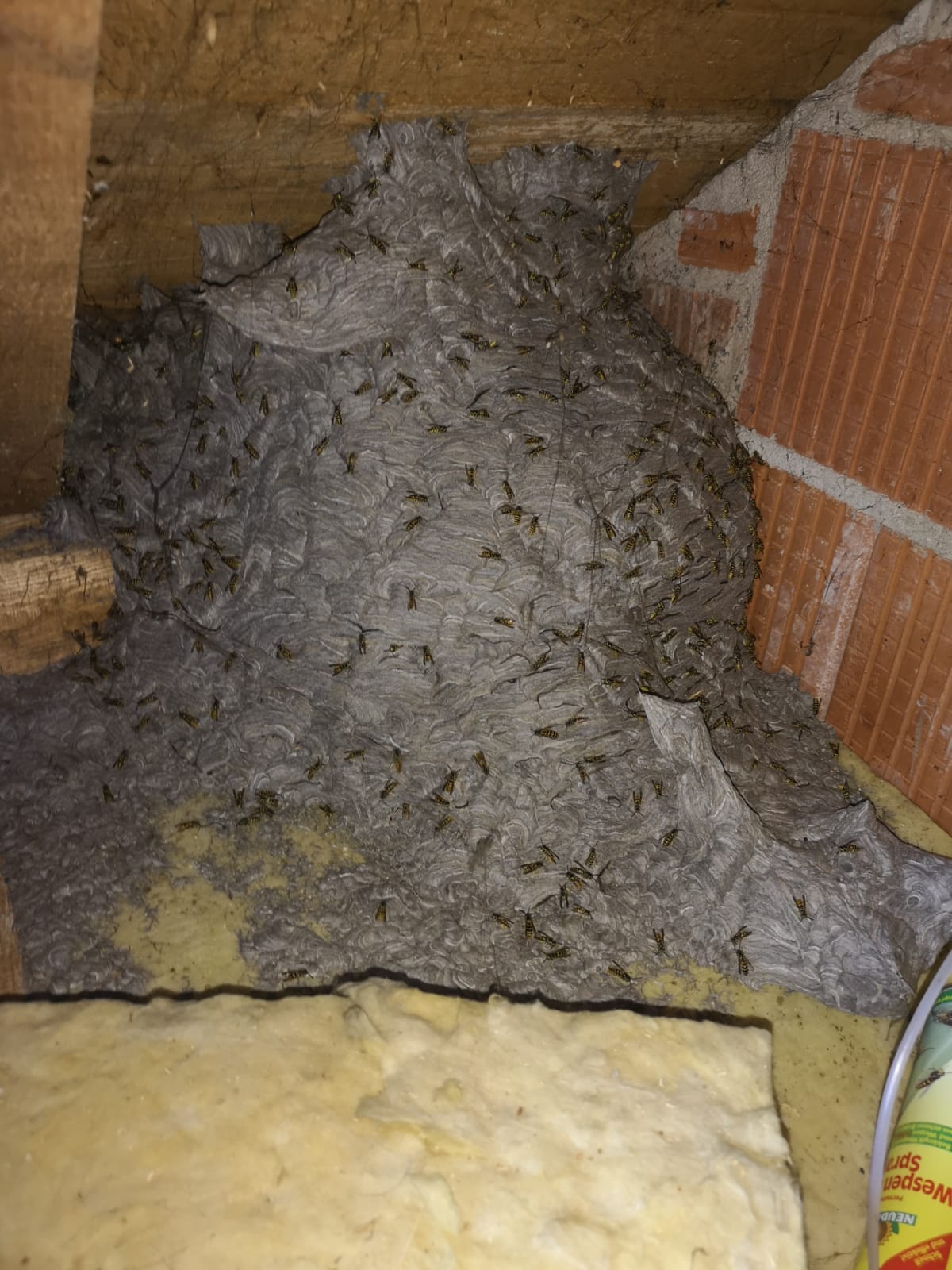 Wespennest deutsche Wespe Wespennest deutsche Wespe