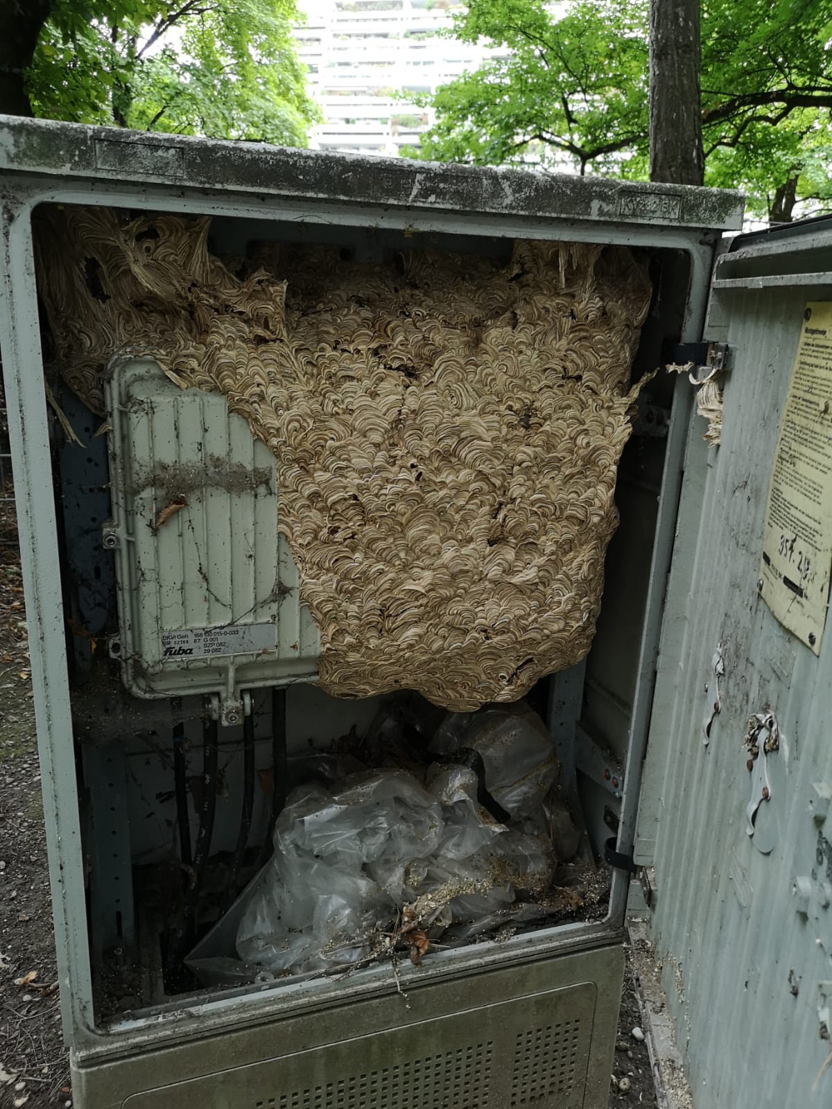 Wespennest im Verteilerkasten Wespennest gemeine Wespe